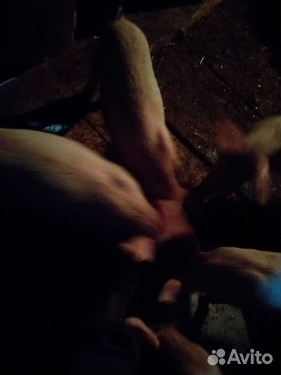 Продаю поросят