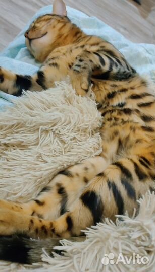 Бенгальская