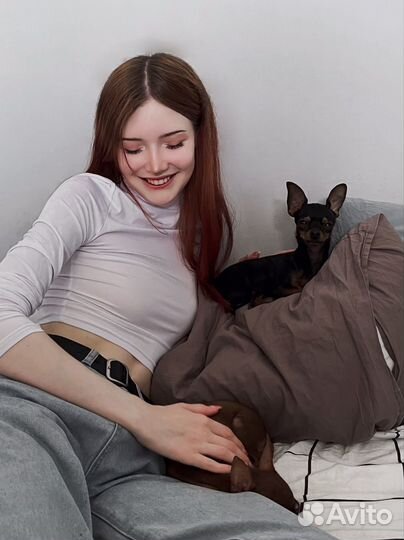 Передержка собак, Догситтер