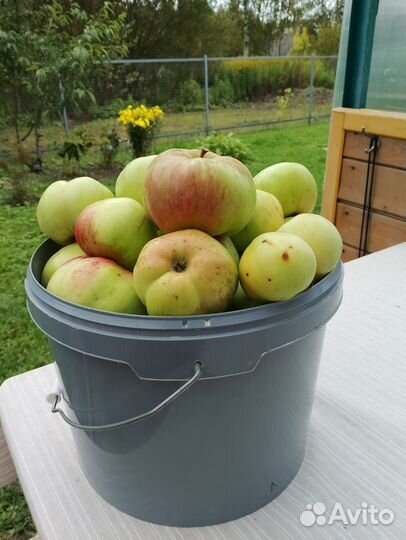 Яблоки на заготовки