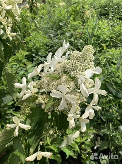 Гортензия метельчатая саженцы в контейнерах