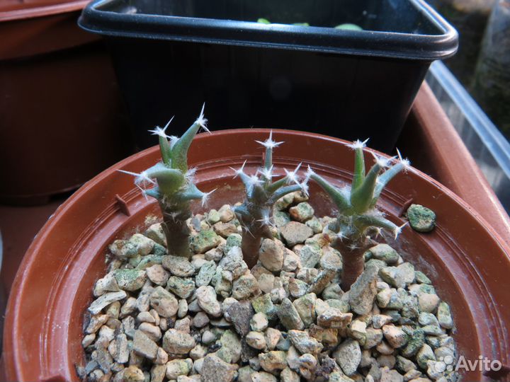 Кактусы, суккуленты