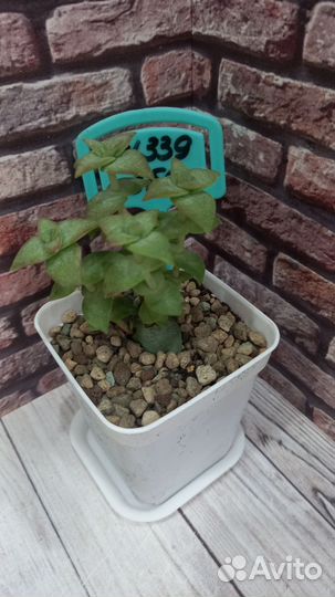 Суккуленты