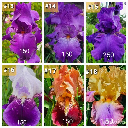 Ирисы бородатые