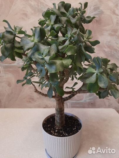 Толстянка кудрявая