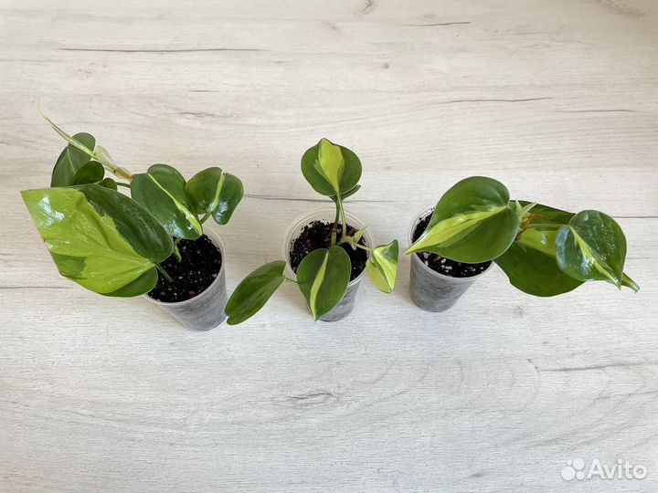 Филы, сциндапсусы для фитостен (много)