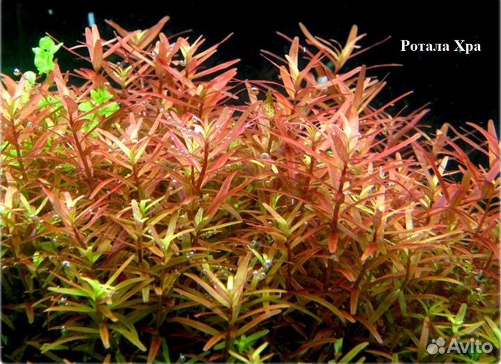 Живые аквариумные растения