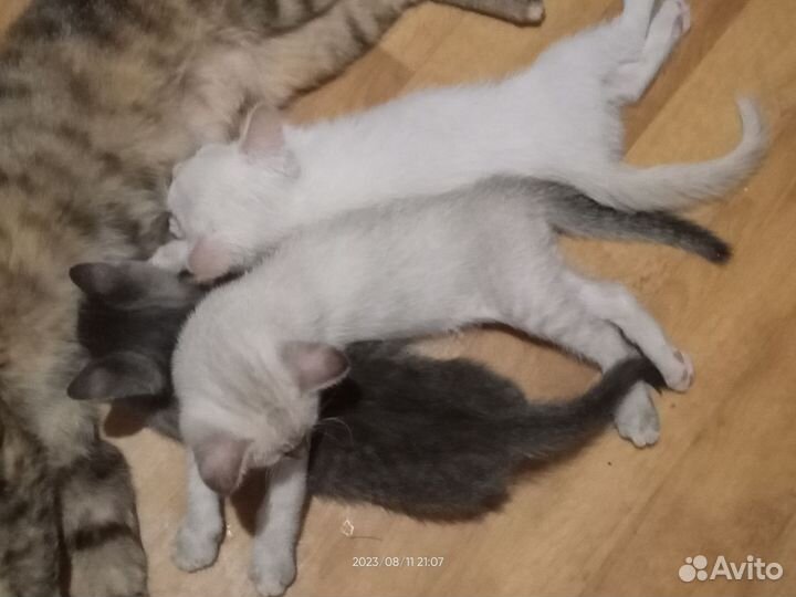 Три очаровательных котёнка ищут себе любящий дом