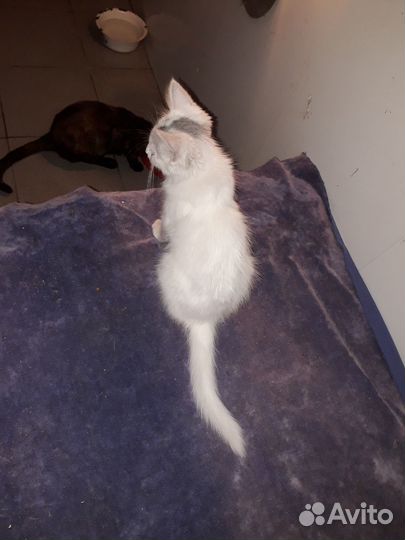 В добрые ручки