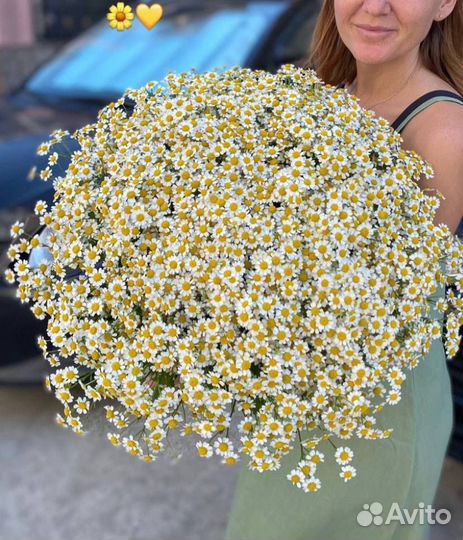 Ромашки Сочи