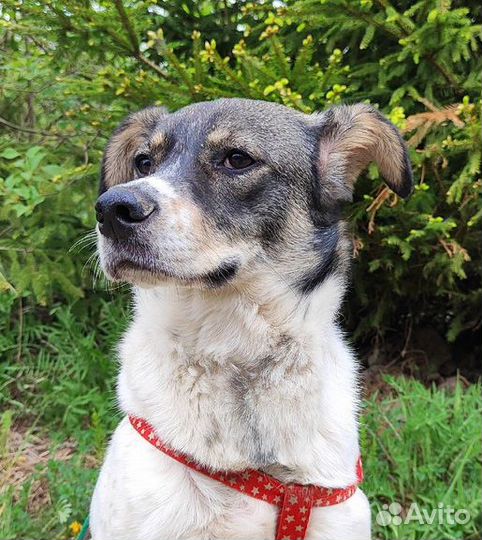 Молодой пес ниже колена