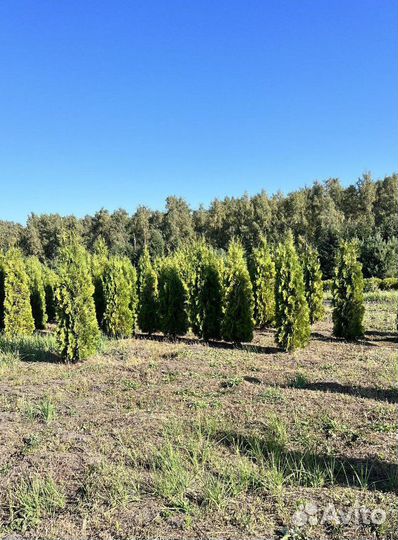 Смарагд вип экстра с гарантией приживаемости