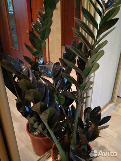 Чёрное доллоровое дерево