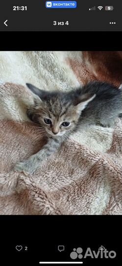 Котята отдам бесплатно