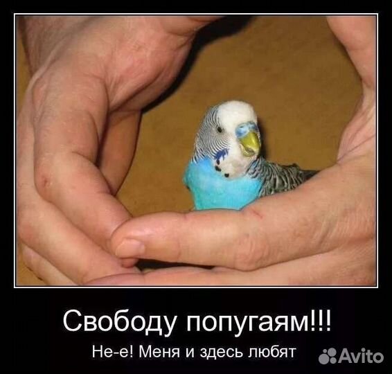 Передержка птиц