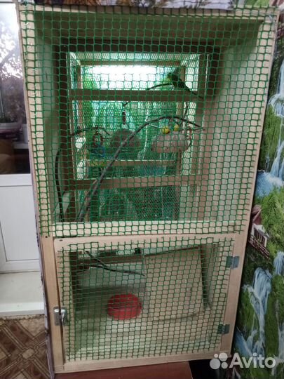 Волнистый попугай