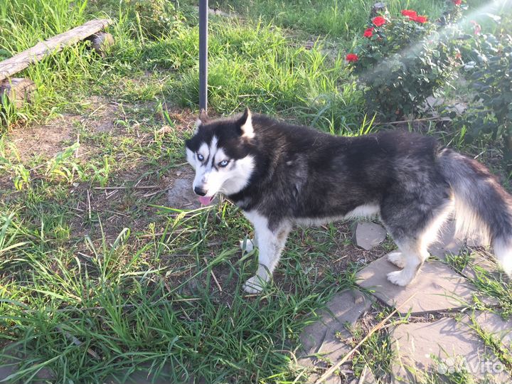 Кобель для вязки