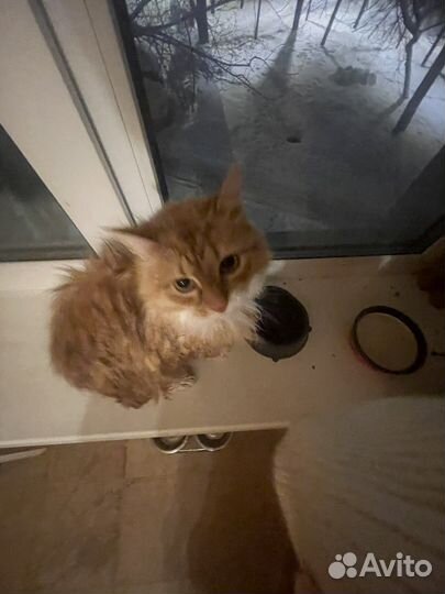 Рыжий котик