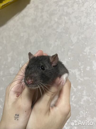 Декоративная крыса