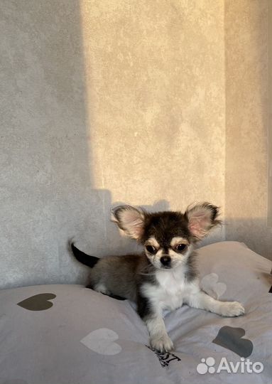 Чихуахуа мини девочка