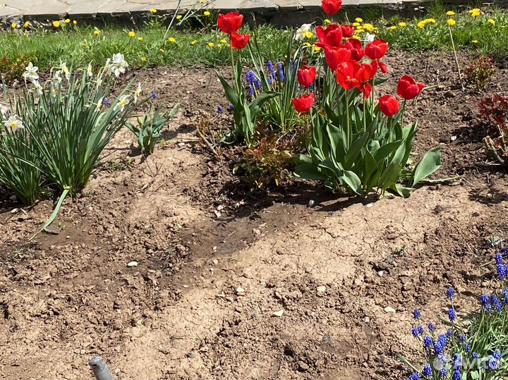 Тюльпаны нарциссы мускари безвременник