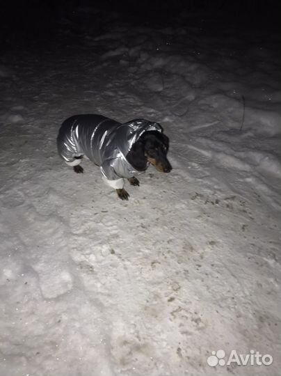 Такса Вязка