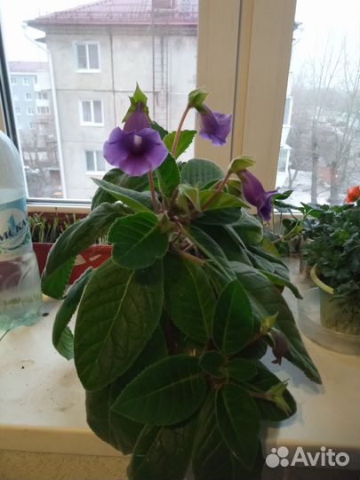 Тидея Глоксиния