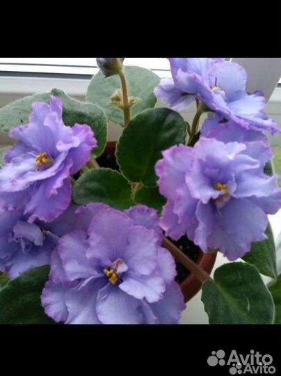 Набор деток фиалок 5 шт