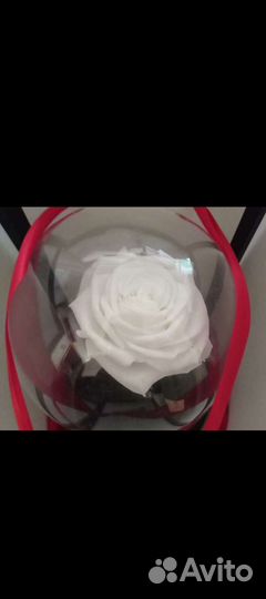 Вечная роза в колбе