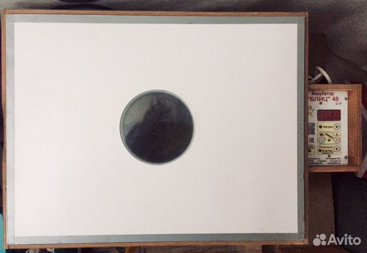 Инкубатор блиц 48