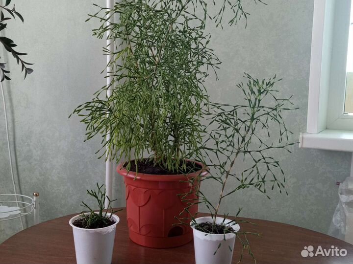 Цветы комнатные