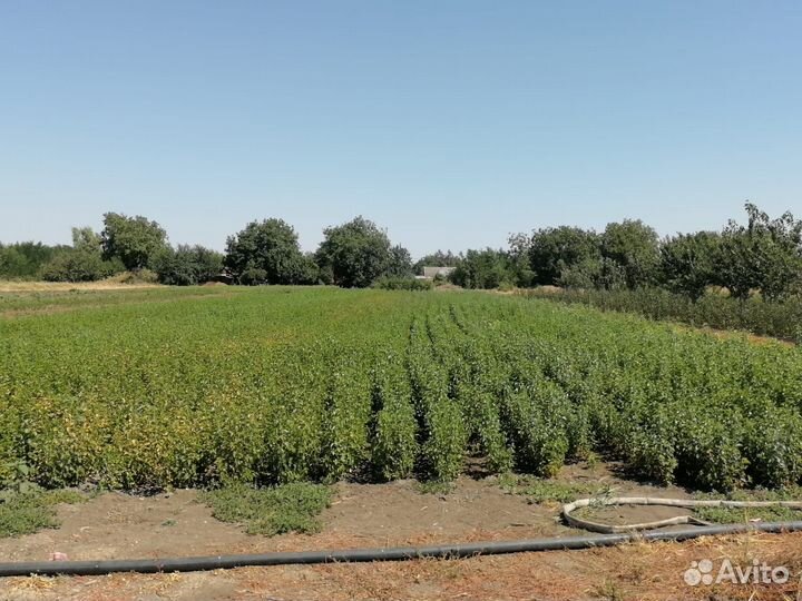 Подвой антипка