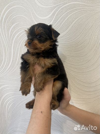 Йоркширский терьер щенки