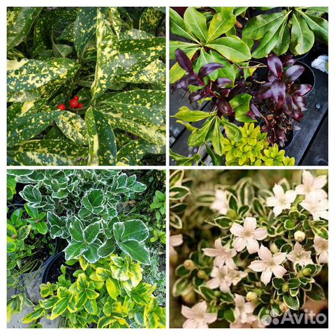 Бересклет,серисса,аукуба,питтоспорум и др вечноз