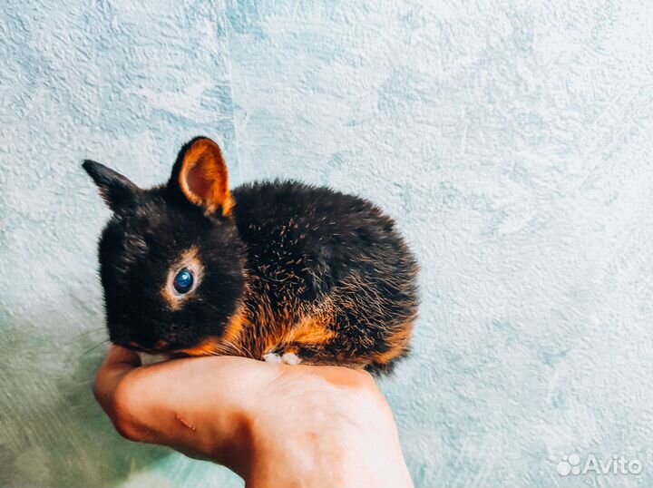 Карликовый кролик - супер мини