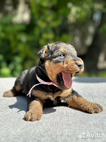 Щенки эрдельтерьера