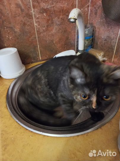 Кошка британка