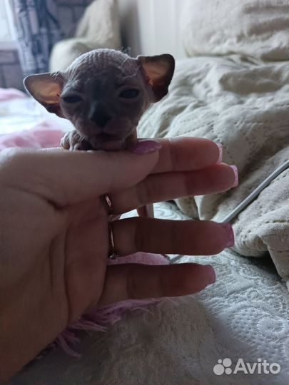 Донской сфинкс котята