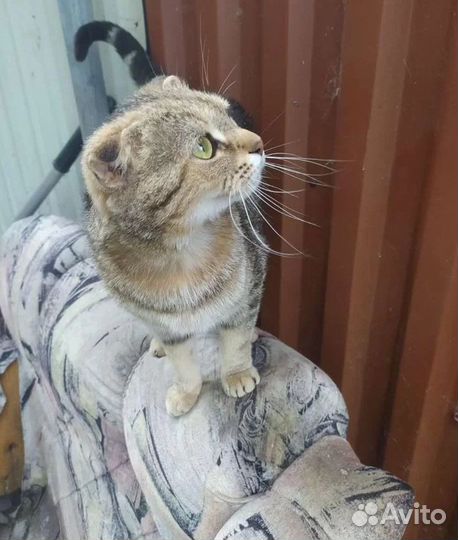 Стерилизованная вислоухая кошечка в добрые руки