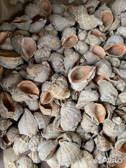 Ракушка морская большая