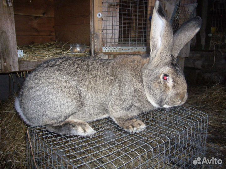 Кролики для разведения- Строкачи.и не только
