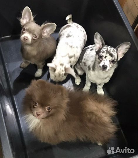 Щенки чихуахуа редких окрасов