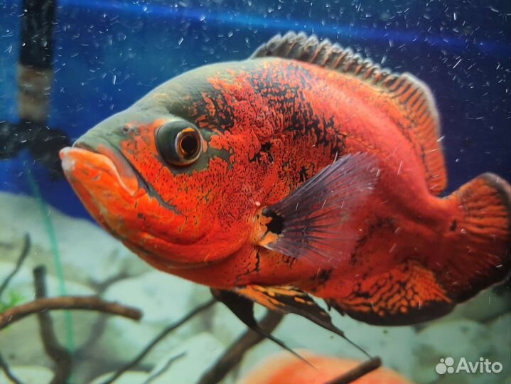 Астронотусы