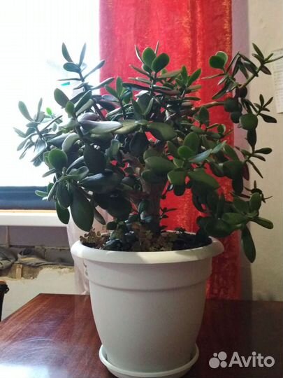 Толстянка, денежное дерево