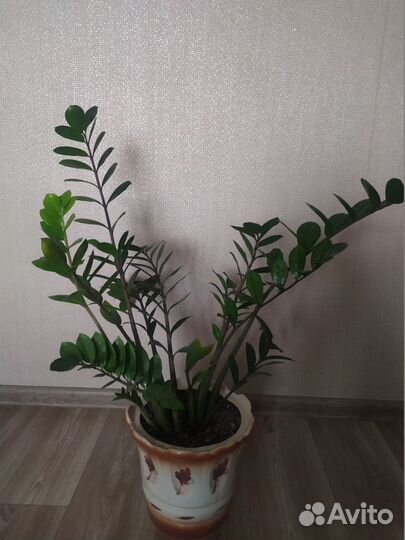 Комнатные растения