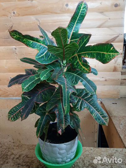 Кодиеум кротон