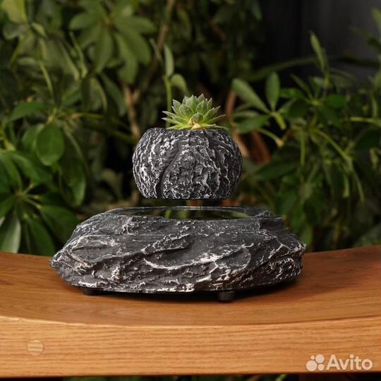 Левитирующий горшок бонсай