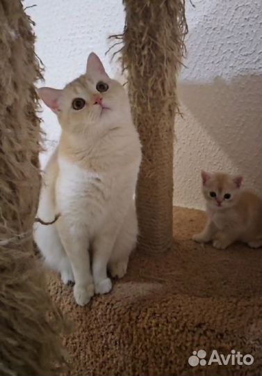 Шотландский кот вязка