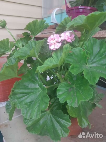 Пеларгония герань сортовая