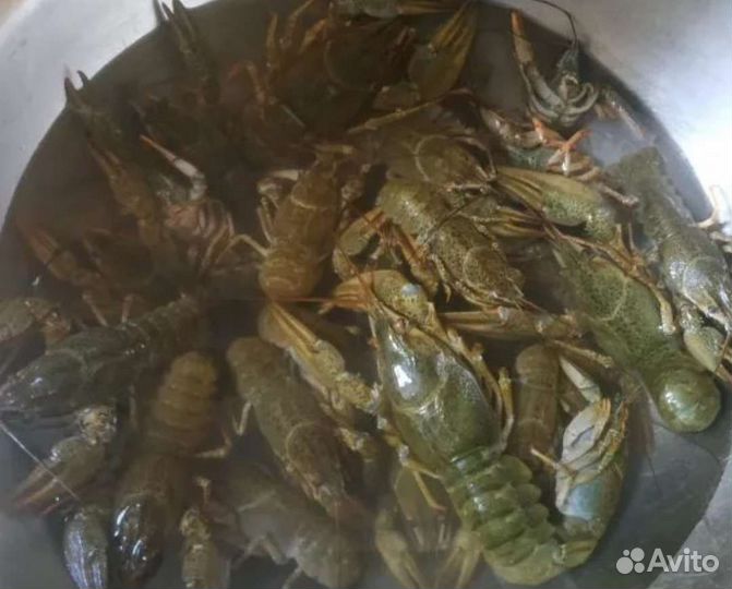 Раки, привезём бесплатно